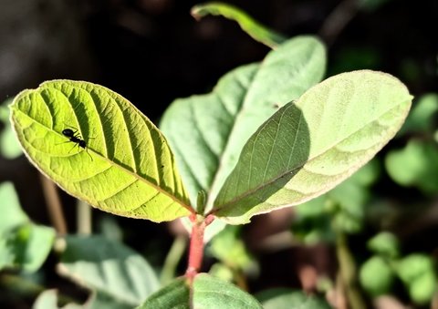 Teh Daun Jambu Biji Bisa Cegah Lonjakan Gula Darah pada Pasien Diabetes Tipe 2. Foto: Liputan6.com/Ade Nasihudin.