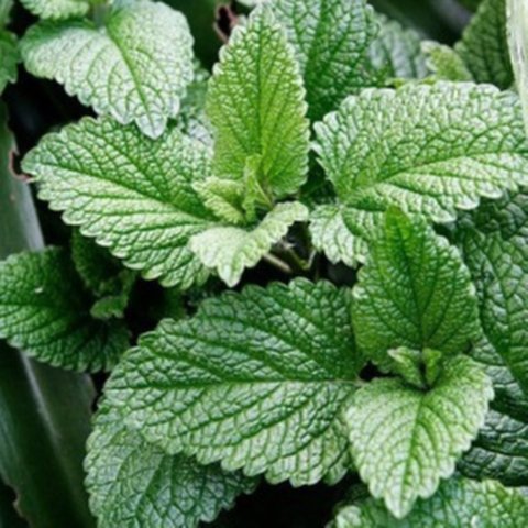 Ilustrasi daun mint (Wikimedia Commons)