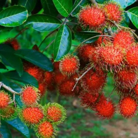 Mengapa Rambutan Buat Batuk Lebih Mudah Kambuh Dibanding Buah-buahan Lainnya?