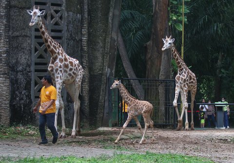 Seekor anak jerapah 'Rajaka' yang baru lahir di Taman Margasatwa Ragunan, Jakarta Selatan, Rabu (8/1/2025).