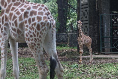 Kini, keluarga jerapah ini menjadi daya tarik tersendiri di Taman Margasatwa Ragunan.