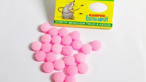 Kobra mencapai puncak siklus hidup sebagai Raja Cobra, antara 4 dan 6 tahun. (Liputan6/BBC)