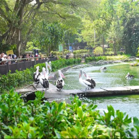 Pengunjung menyaksikan satwa di Kebun Binatang Ragunan, Jakarta, Selasa (1/4/2025). (merdeka.com/Arie Basuki)