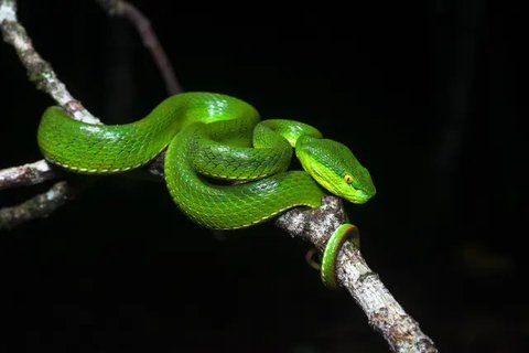 Ular kobra (created by AI)