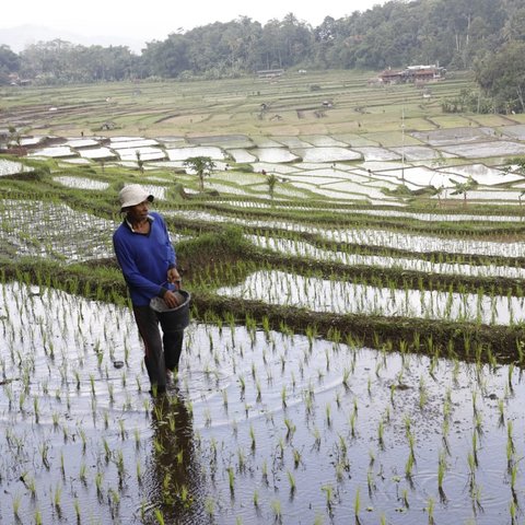 Kinerja Positif Kementan Bawa Angin Segar, Swasembada Pangan Kian Nyata