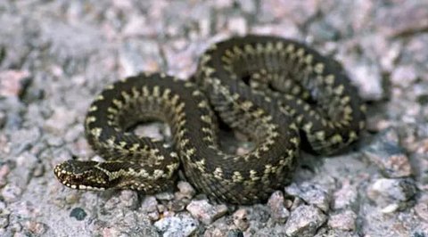 Ular Weling (Bungarus candidus). Foto: Wikimedia