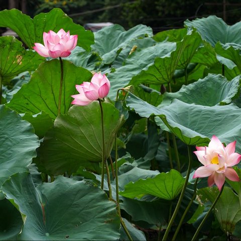 Daun Teratai