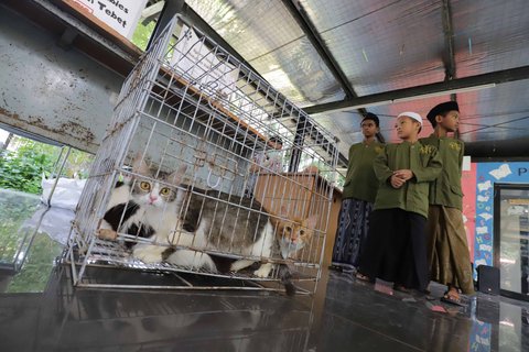 Kucing-kucing milik warga yang akan divaksin rabies di Ruang Publik Terpadu Ramah Anak (RPTRA) Manggarai, Jakarta, Senin (14/10/2025)