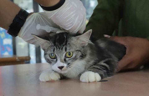 Seorang dokter hewan menyuntikkan vaksin rabies pada seekor kucing milik warga di Ruang Publik Terpadu Ramah Anak (RPTRA) Manggarai, Jakarta, Senin (14/10/2025)
