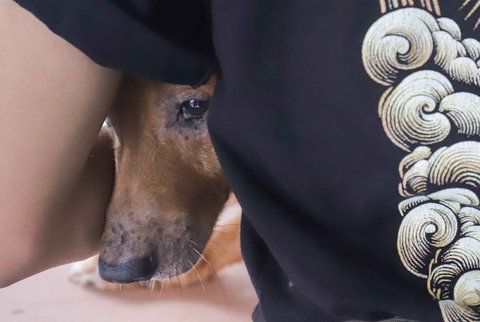 Anjing milik warga saat disuntikkan vaksin rabies pada seekor kucing milik warga di Ruang Publik Terpadu Ramah Anak (RPTRA) Manggarai, Jakarta, Senin (14/10/2025)