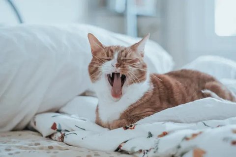 Ilustrasi Kucing (pixabay.com)