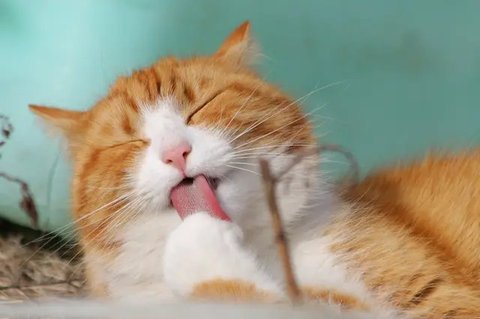 Ilustrasi Kucing (pixabay.com)