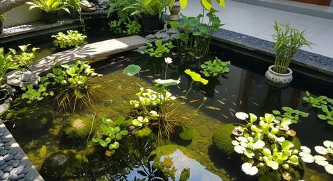 Model Kolam Ikan Minimalis Lahan 2x3 Meter Mudah Dirawat