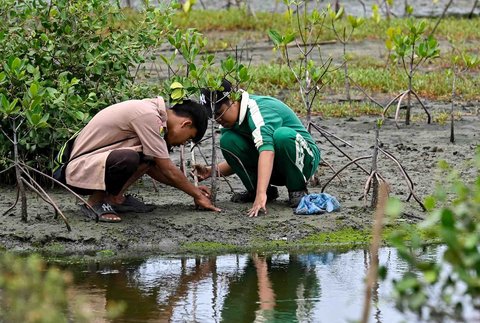 Siswa menanaman bibit mangrove (Rhizophora mucronata) di kawasan pesisir desa Lampulo, Banda Aceh, Aceh, Sabtu (25/10/2025)
