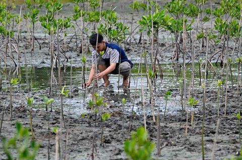 Seorang siswa menanaman bibit mangrove (Rhizophora mucronata) di kawasan pesisir desa Lampulo, Banda Aceh, Aceh, Sabtu (25/10/2025)