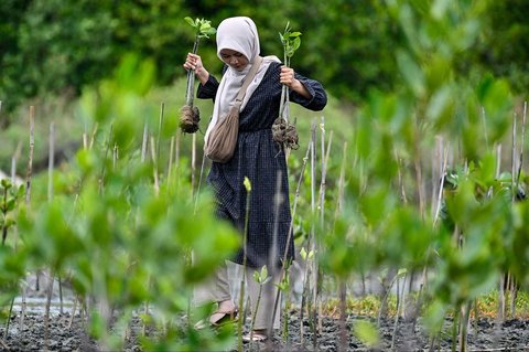 Seorang siswa menanaman bibit mangrove (Rhizophora mucronata) di kawasan pesisir desa Lampulo, Banda Aceh, Aceh, Sabtu (25/10/2025)