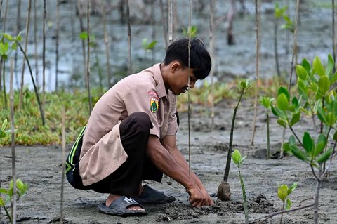 Seorang siswa menanaman bibit mangrove (Rhizophora mucronata) di kawasan pesisir desa Lampulo, Banda Aceh, Aceh, Sabtu (25/10/2025)