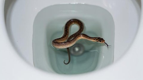 Ular di lubang kloset duduk (Foto: Reve Art AI)