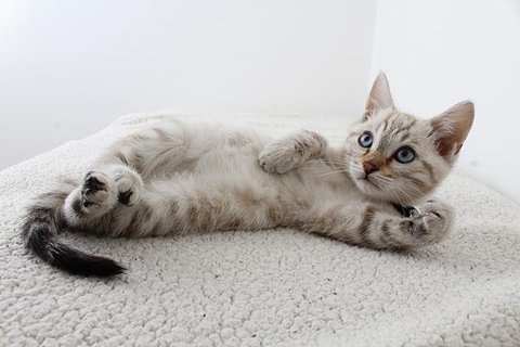 Ilustrasi seorang wanita yang sedang menggendong kucing (sumber foto: pexels.com/Mikhail Nilov)