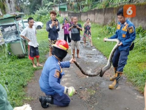 5 Potret Perjuangan Petugas Damkar Evakuasi Ular Masuk Rumah, Penuh Totalitas (Dinas Pemadam Kebakaran Kota Surabaya)