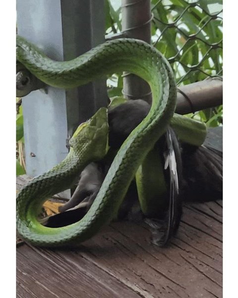 Ilustrasi ular hijau. (ABC News)