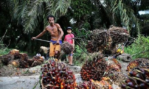 Petani sawit di Riau memanen dan menimbang buah untuk dijual ke pabrik. (Liputan6.com/M Syukur)
