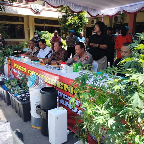 Pasutri WNA Bikin Kebun Ganja di Denpasar