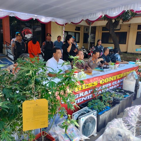 Pasutri WNA Bikin Kebun Ganja di Denpasar