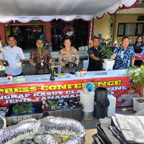 Pasutri WNA Bikin Kebun Ganja di Denpasar