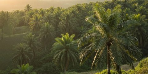 Kata Mutiara Kelapa Sawit: Inspirasi Hidup dari Pohon Emas