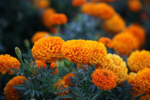 Ular Menghindari Tanaman Marigold