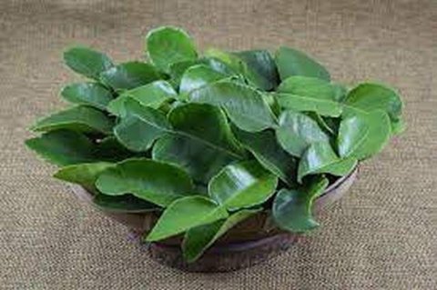 Ular Menghindari Tanaman Marigold