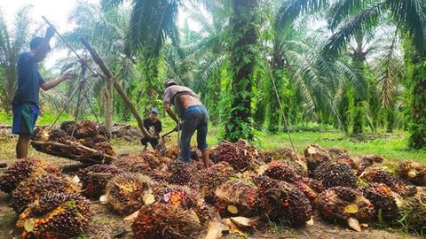 Petani sawit di Riau memanen dan menimbang buah untuk dijual ke pabrik. (Liputan6.com/M Syukur)