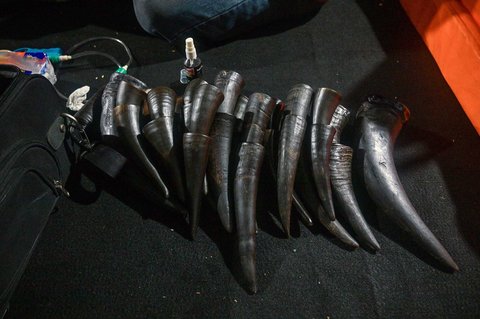 Tanduk sapi  yang digunakan sebagai terapi bekam di tenda sementara yang didirikan untuk menampung keluarga santri yang hilang di Rumah Sakit Bhayangkara, Surabaya, Minggu (05/10/2025) malam