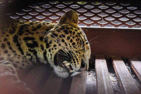 Macan tutul Jawa yang telah dibius dan dievakuasi dari sebuah hotel di Bandung, Jawa Barat, Senin (06/10/2025).