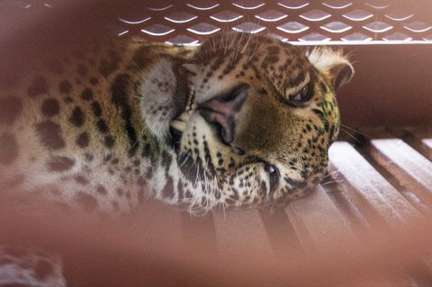 Macan tutul Jawa yang telah dibius dan dievakuasi dari sebuah hotel di Bandung, Jawa Barat, Senin (06/10/2025).