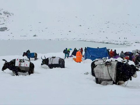 Para pendaki dan yak  terjebak di tengah salju tebal di kamp Tangxiang di Lembah Karma, Tibet, Minggu (05/10/2025).