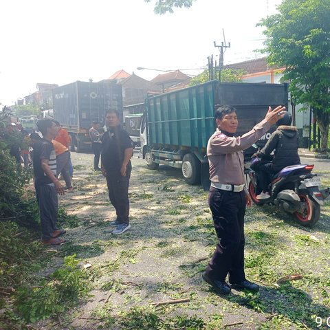Nahas! Pohon Tumbang Disenggol Truk, Pemotor di Tabanan Jadi Korban