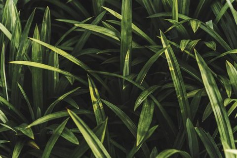 Ilustrasi Mimpi Melihat Ular Kecil Credit: pexels.com/