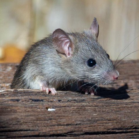 Ilustrasi Tikus (Sipa/Pixabay).