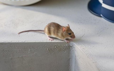 Tikus Curi Makanan di Dapur