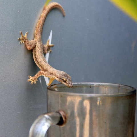 Ilustrasi cicak. (