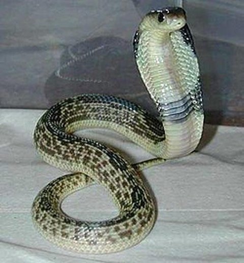 Ular Piton di Plafon Rumah