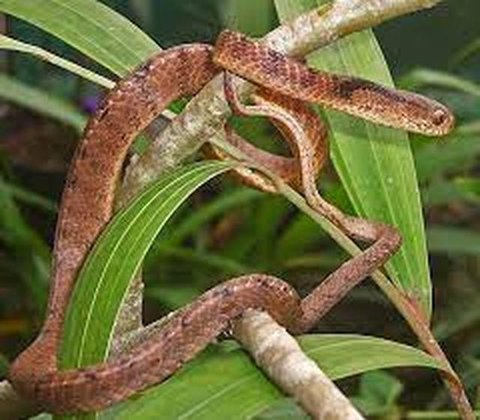 Ular Piton di Plafon Rumah
