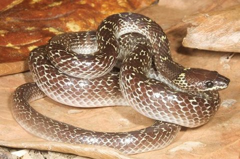 Ular Piton di Plafon Rumah