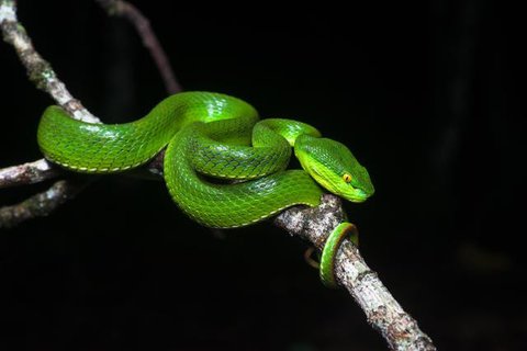 Ular Piton di Plafon Rumah