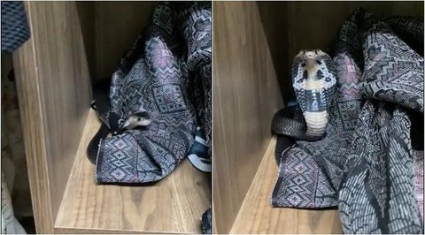 Ular Sanca Kembang dan Ular Cicak