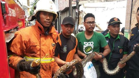 Ular Sanca Kembang dan Ular Cicak