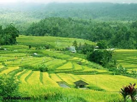 Alih Fungsi Lahan di Bali Capai 1.254 Hektare, Banyak Sawah Dijadikan Tempat Wisata
