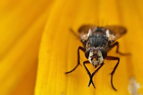 ilustrasi lalat/https://unsplash.com/margaret jaszowsk